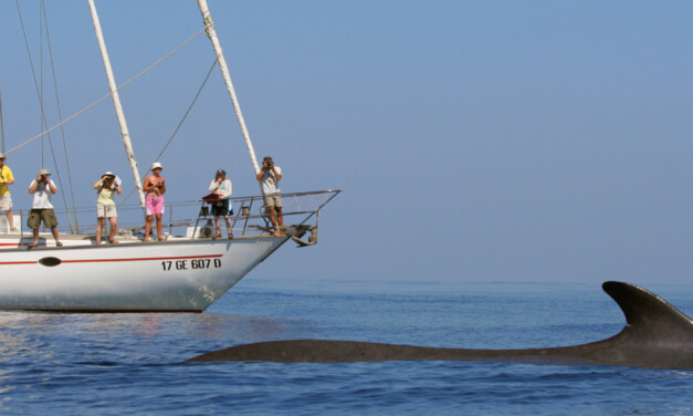 Run for the whales, corriamo per le balene del Santuario PELAGOS