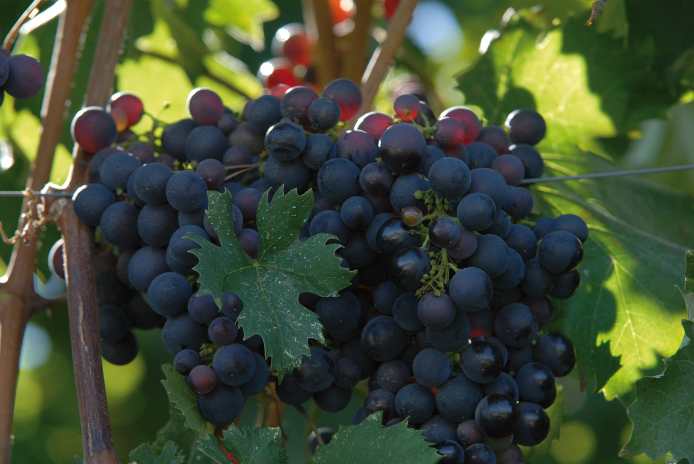 Rossese grappolo mar15