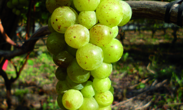 The Muscat of Taggia