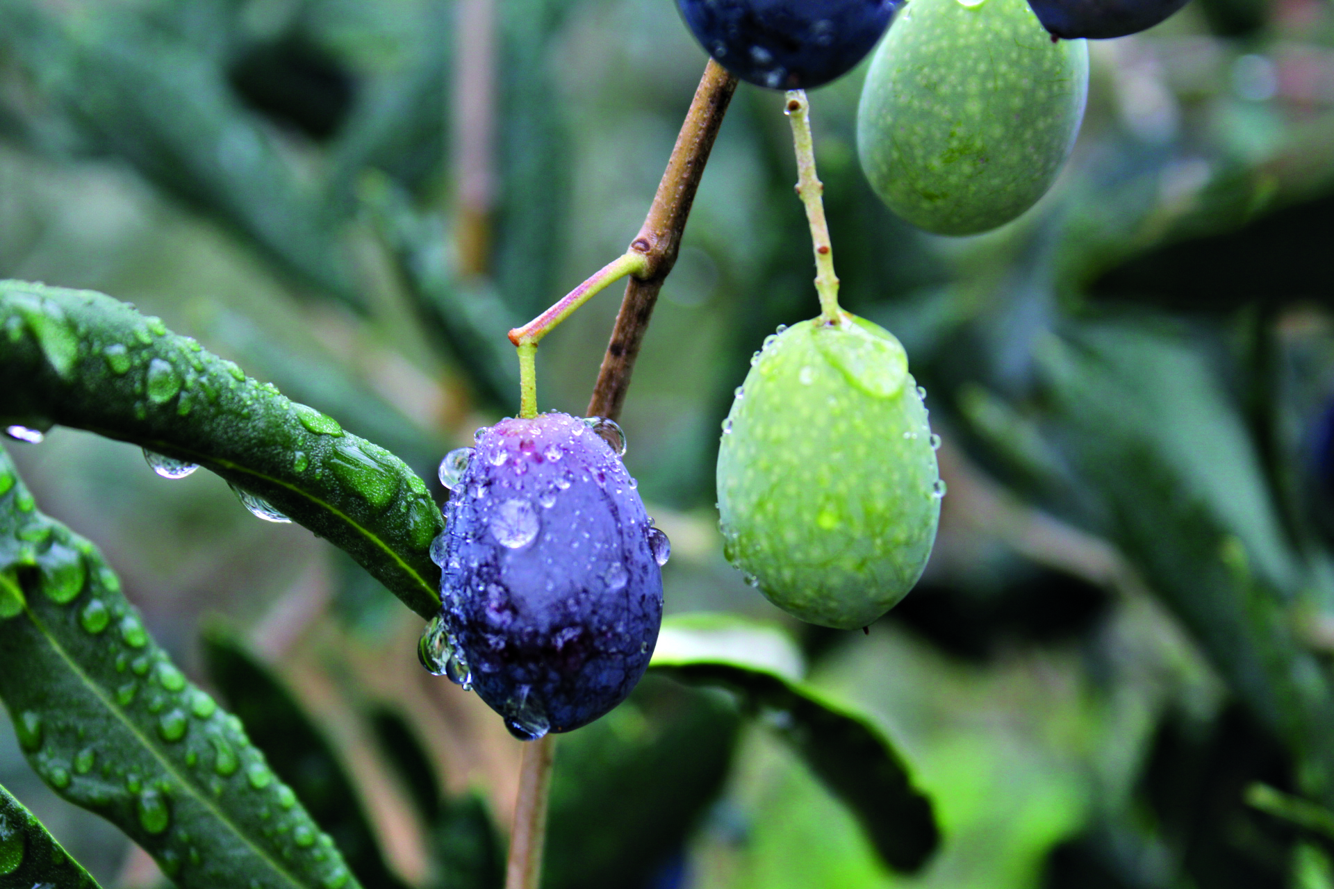 Oliove particolare set17